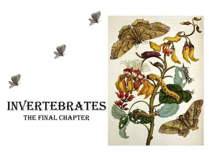 invertebrates the final chapter