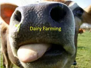 Dairy Farming