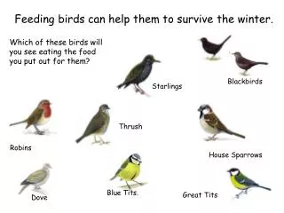 Feeding birds can help them to survive the winter.
