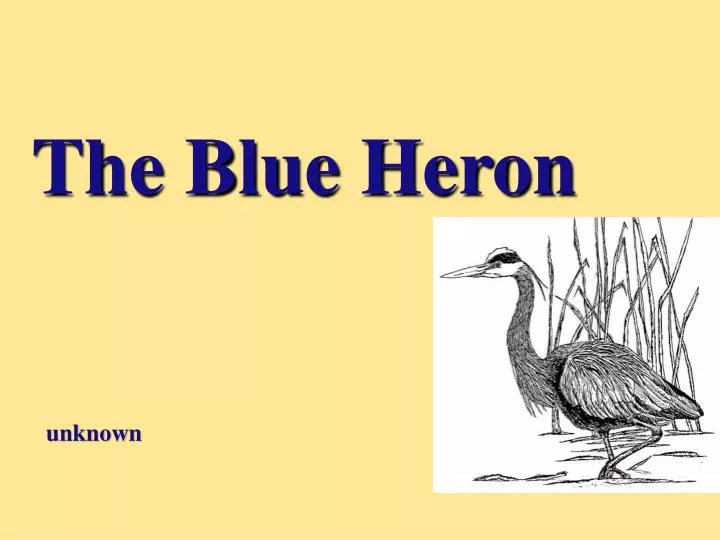 the blue heron