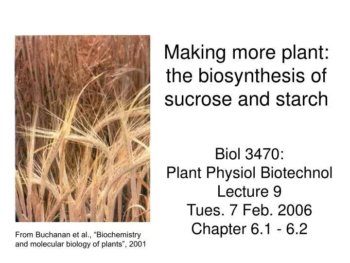 making more plant the biosynthesis of sucrose and starch
