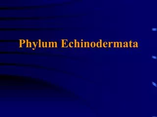 phylum echinodermata