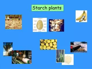 Starch plants