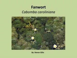 Fanwort Cabomba caroliniana