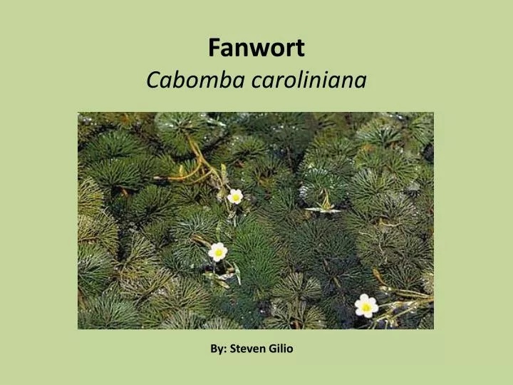 fanwort cabomba caroliniana