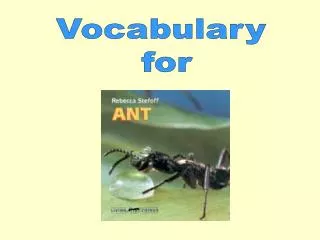 Vocabulary for