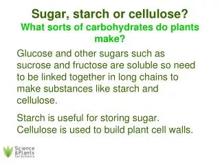 Sugar, starch or cellulose? What sorts of carbohydrates do plants make?