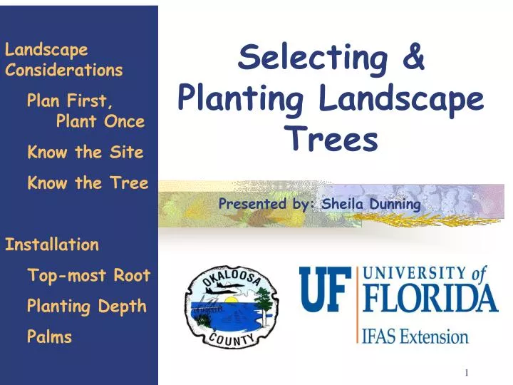 selecting planting landscape trees