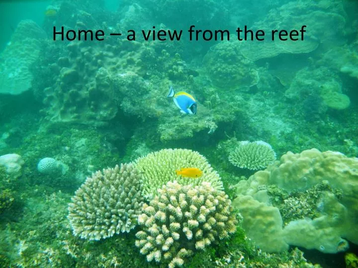 home a view from the reef