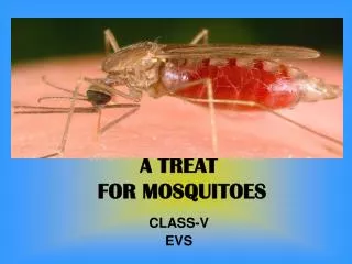 A TREAT FOR MOSQUITOES