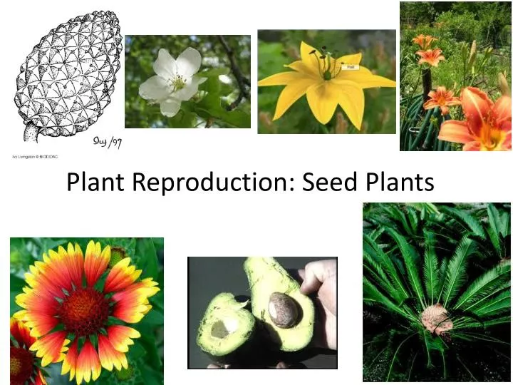 plant reproduction seed plants