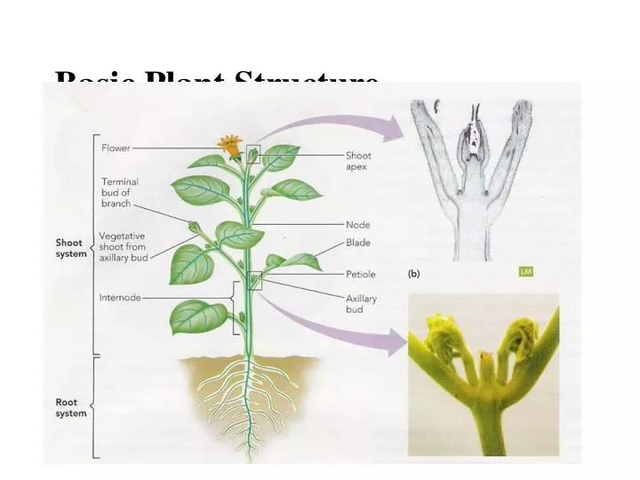 basic plant structure