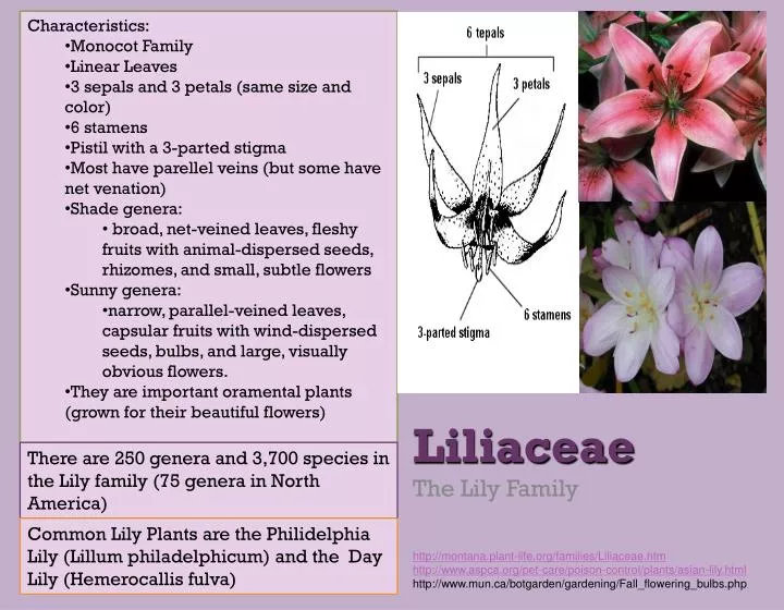 liliaceae