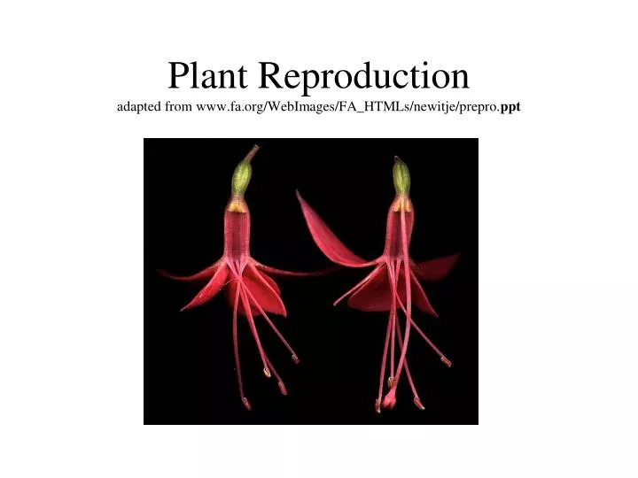 plant reproduction adapted from www fa org webimages fa htmls newitje prepro ppt