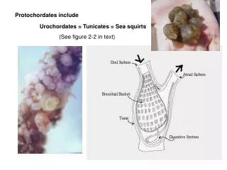 Urochordates = Tunicates = Sea squirts