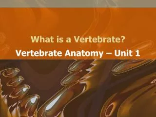 What is a Vertebrate?