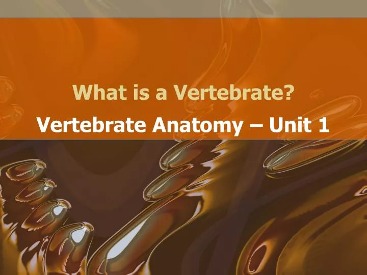 what is a vertebrate