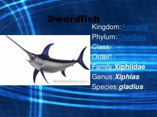 Swordfish