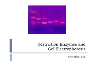 Restriction Enzymes and Gel Electrophoresis