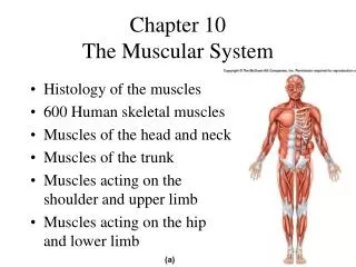 Chapter 10 The Muscular System