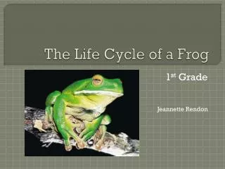 The Life Cycle of a Frog