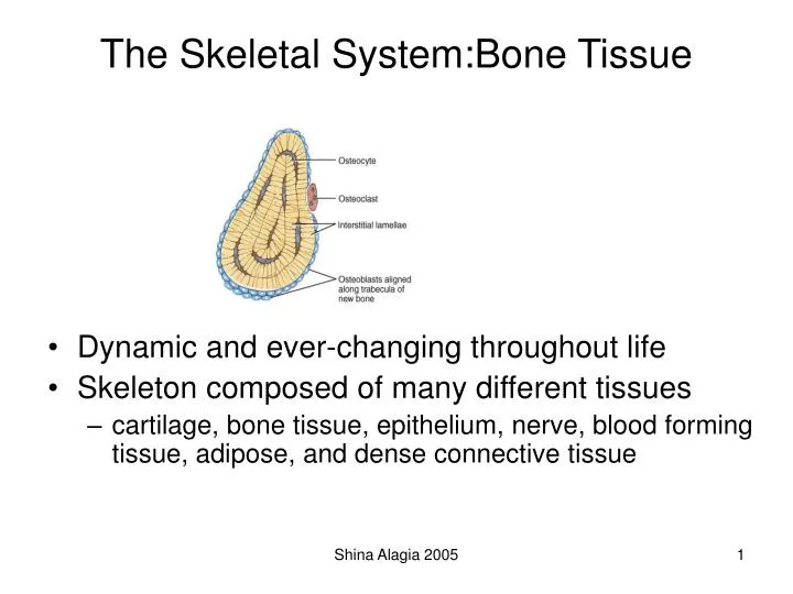 the skeletal system bone tissue