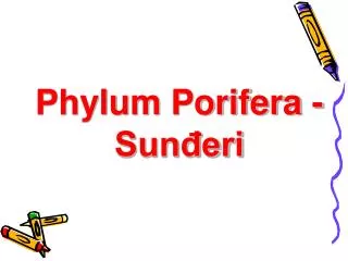 phylum porifera sun eri