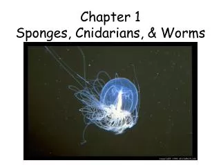 Chapter 1 Sponges, Cnidarians, &amp; Worms