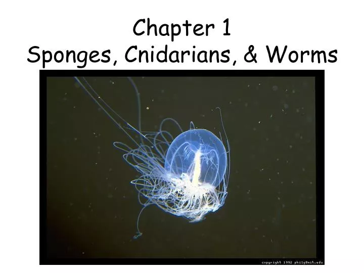 chapter 1 sponges cnidarians worms