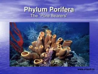 Phylum Porifera