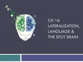 Ch 16 Lateralization, Language &amp; the Split Brain