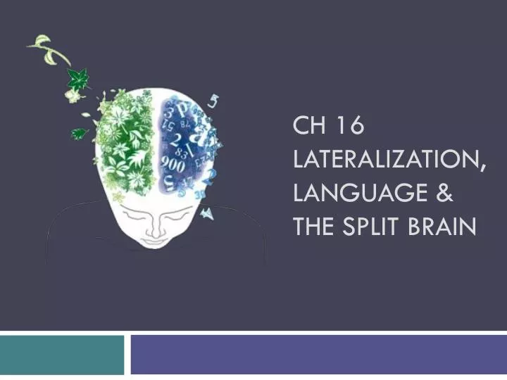 ch 16 lateralization language the split brain