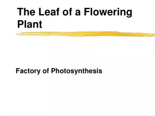 The Leaf of a Flowering Plant