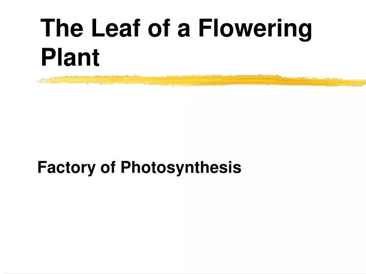 the leaf of a flowering plant