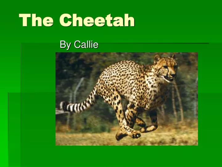 the cheetah