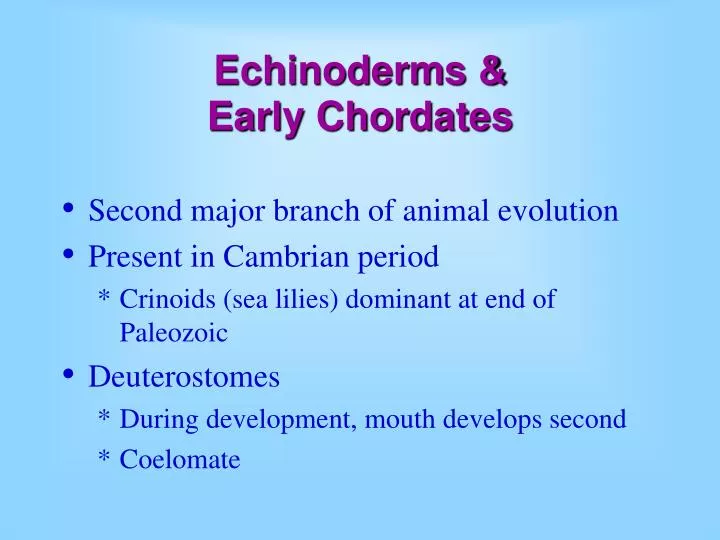 echinoderms early chordates