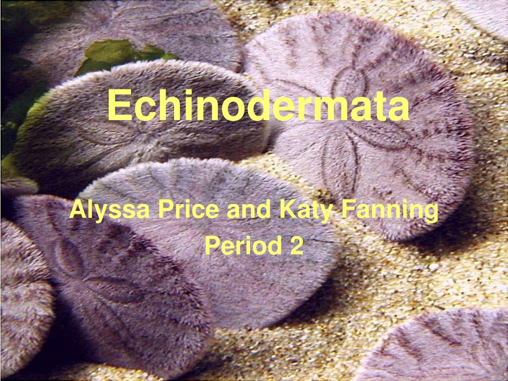 PPT - Echinodermata PowerPoint Presentation, free download - ID:3101821