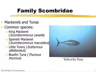 Family Scombridae