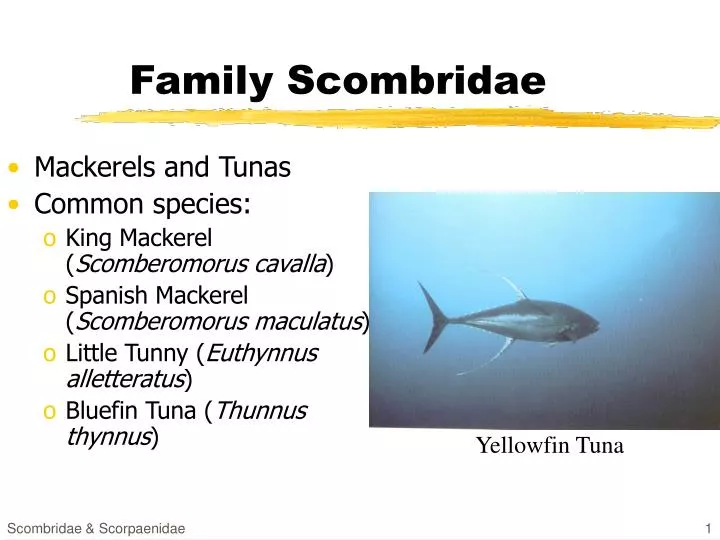 family scombridae
