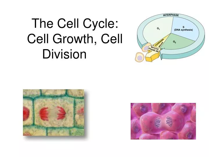the cell cycle cell growth cell division
