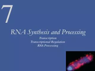 RNA Synthesis and Processing Transcription Transcriptional Regulation RNA Processing