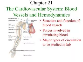 Chapter 21 The Cardiovascular System: Blood Vessels and Hemodynamics