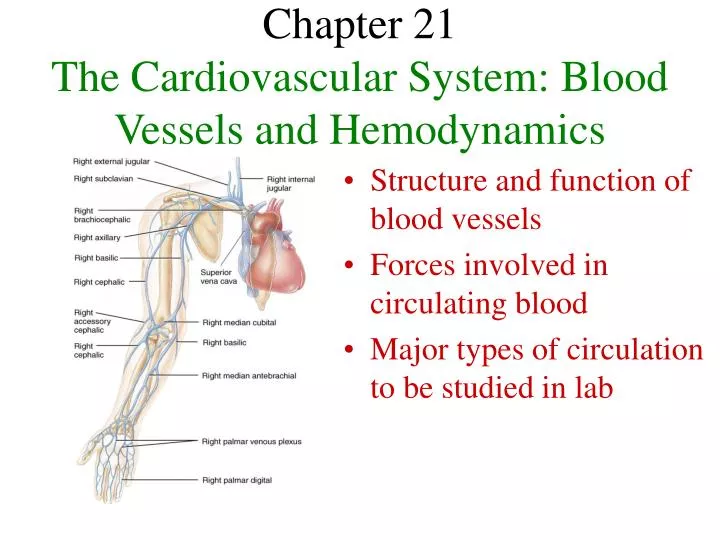 chapter 21 the cardiovascular system blood vessels and hemodynamics