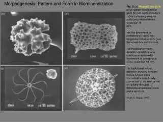 Morphogenesis: Pattern and Form in Biomineralization