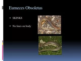 Eumeces Obsoletus