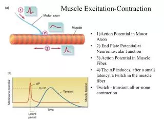 1)Action Potential in Motor Axon 2) End Plate Potential at Neuromuscular Junction