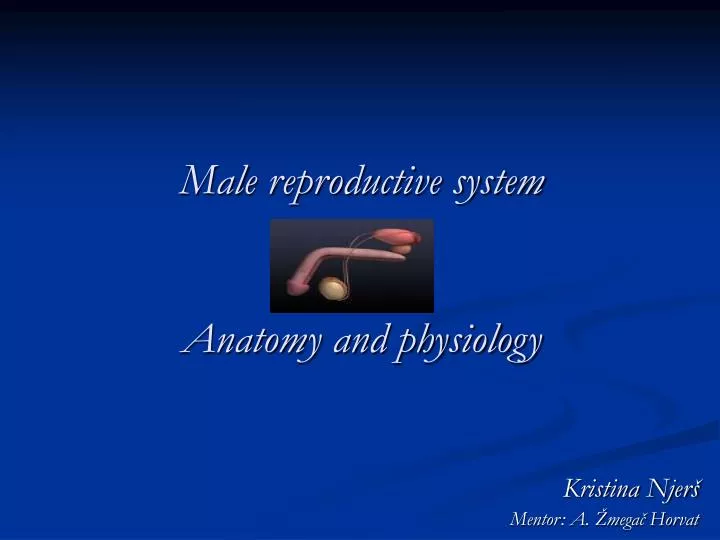 male reproductive system anatomy and physiology