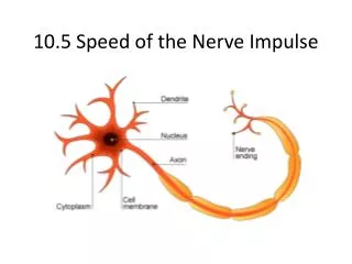 10.5 Speed of the Nerve Impulse