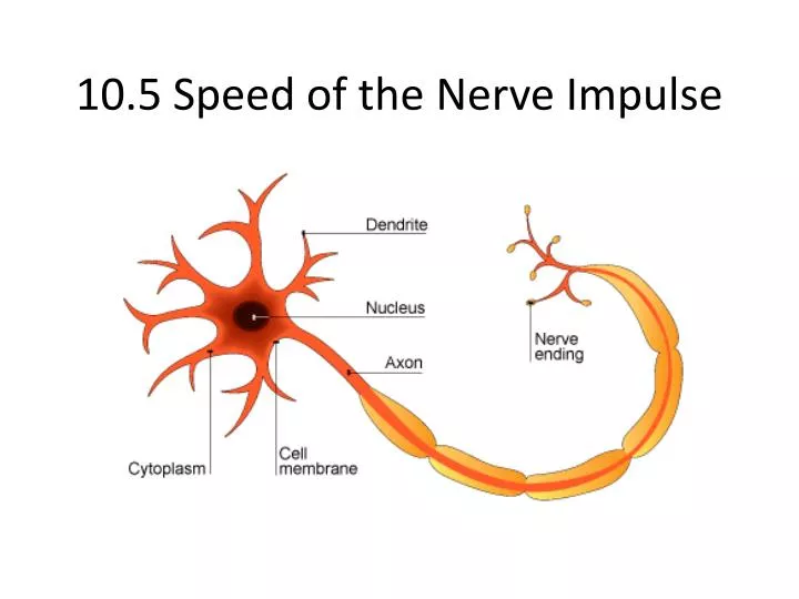 10 5 speed of the nerve impulse