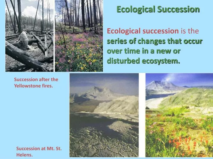 ecological succession